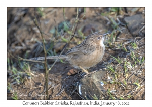 Common Babbler