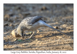 Large Grey Babbler