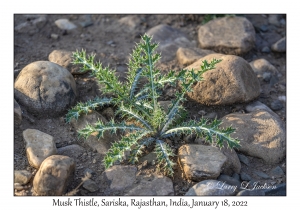 Musk Thistle