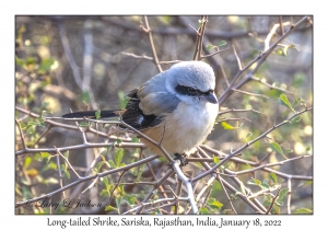 Long-tailed Shrike