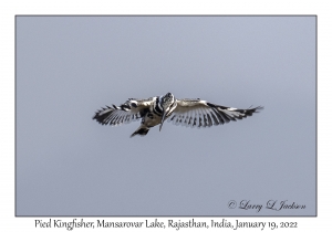 Pied Kingfisher