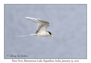 River Tern