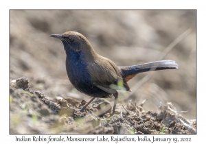 Indian Robin