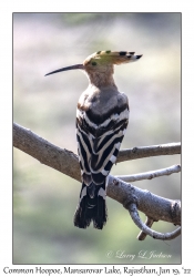 Common Hoopoe