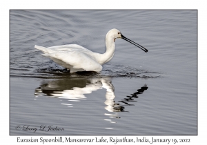 Eurasian Spoonbill