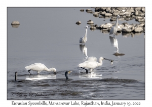 Eurasian Spoonbills