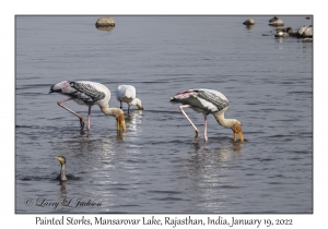 Painted Storks