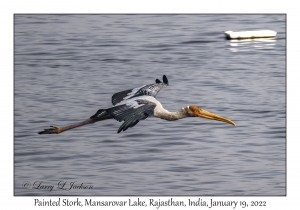 Painted Stork