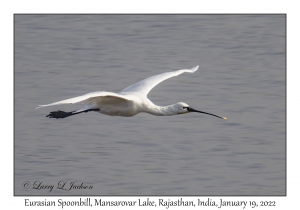 Eurasian Spoonbill