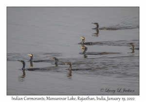 Indian Cormorants