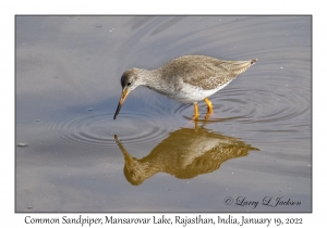 Common Sandpiper