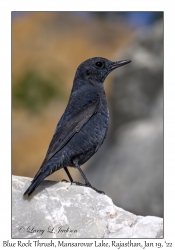 Blue Rock Thrush