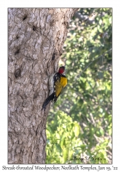 Streak-throated Woodpecker