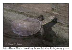 Indian Flapshell Turtle