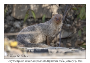 Grey Mongoose