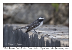 White-browed Fantail