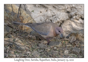 Laughing Dove