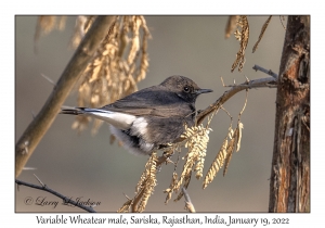 Variable Wheatear