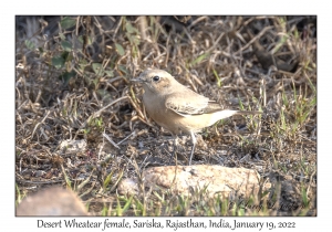 Desert Wheatear