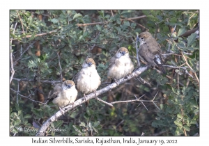 Indian Silverbills