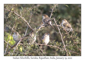 Indian Silverbills