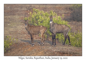 Nilgai