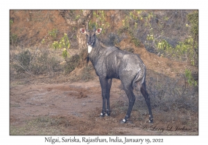 Nilgai