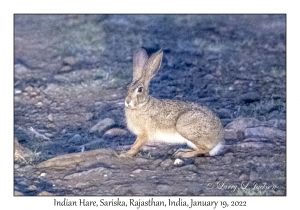 Indian Hare