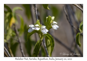 Malabar Nut