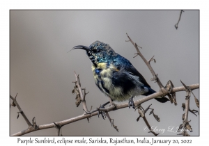 Purple Sunbird