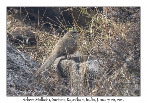 Sirkeer Malkoha