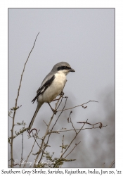 Southern Grey Shrike