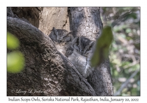 Indian Scops Owls