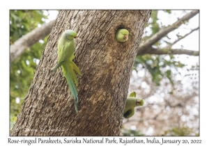 Rose-ringed Parakeets