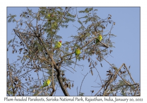 Plum-headed Parakeet