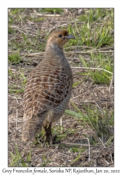 Grey Francolin