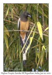 Rufous Treepie