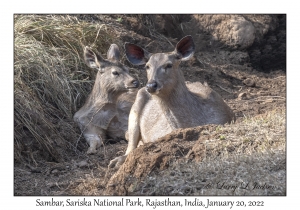 Sambar