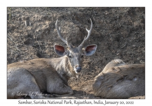 Sambar