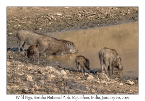 Wild Pigs