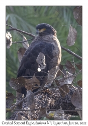 Crested Serpent Eagle