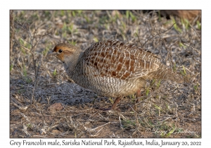 Grey Francolin