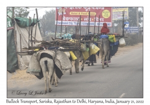 Bullock Transport