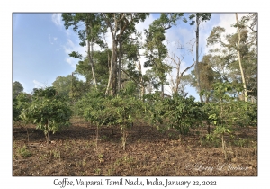 Coffee Trees