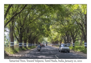 Tamarind Trees