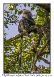 Nilgiri Langur