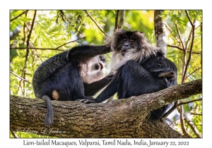 Lion-tailed Macaques