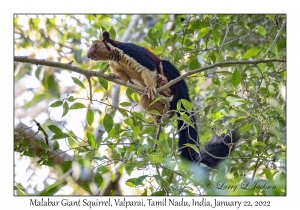 Malabar Giant Squirrel