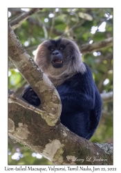 Lion-tailed Macaque