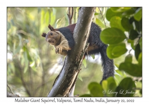 Malabar Giant Squirrel